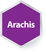 Arachis